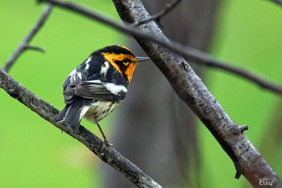Paruline  gorge orange - Blackburnian warbler