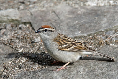 Bruant familier- Chipping sparrow