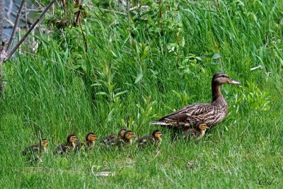 Maman et ses petits Colverts - Mom and young Mallards