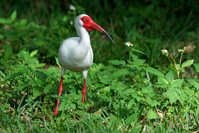 Ibis blanc - White Ibis
