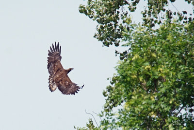 Pygargue  tte blanche (imm.) - Bald eagle (imm.)