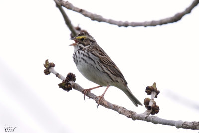 Bruant des prs - Savannah sparrow