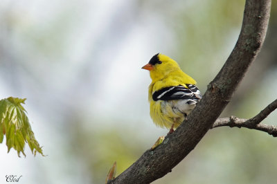 Chardonneret jaune - American goldfinch