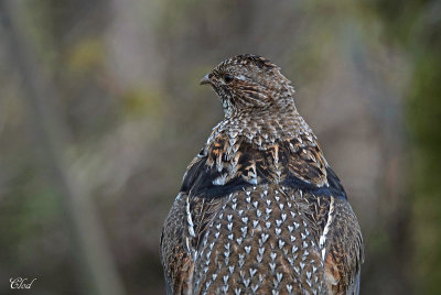 Glinotte huppe - Ruffed grouse