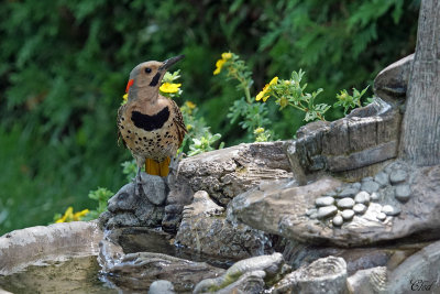 Pic flamboyant - Northern flicker