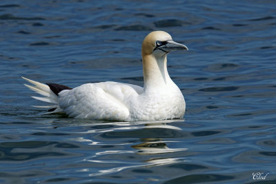 Fou de bassan - Northern Gannet