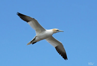 Fou de Bassan - Northern Gannet