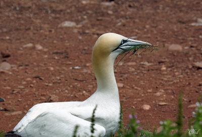 Fou de Bassan - Northern Gannet