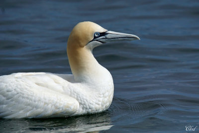 Fou de Bassan - Northern Gannet