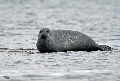 Phoque commun - Harbour seal (or common)
