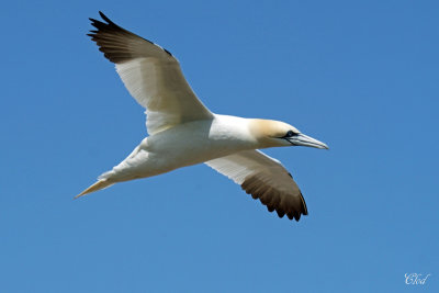 Fou de Bassan - Northern Gannet