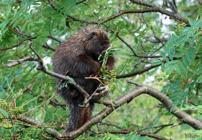 Porc-pic - Porcupine