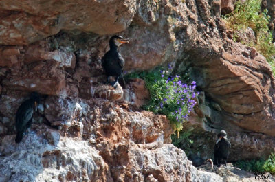 Grand cormoran - Great cormorant