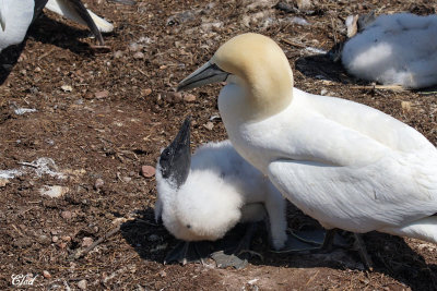 Fou de Bassan - Northern Gannet