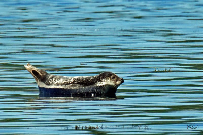 Phoque commun - Harbour seal (or common)