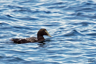 Eider  duvet - Common eider