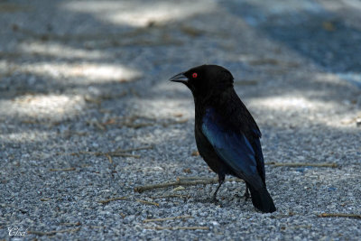 Vacher bronzé - Bronzed cowbird