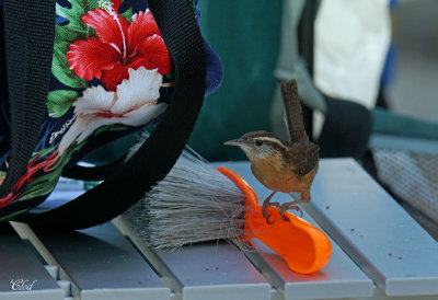 Troglodyte de Caroline - Carolina wren