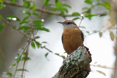 Troglodyte de Caroline - Carolina wren