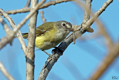 Viro  tte bleue - Blue-headed vireo