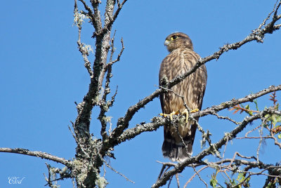 Faucon merillon - Merlin