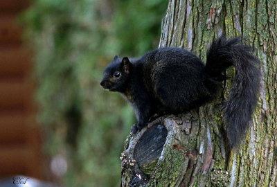 cureuil gris (noir) - Eastern gray squirrel (black)