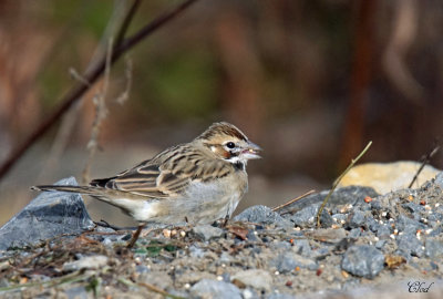 Bruant  joues marron - Lark Sparrow
