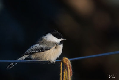 Msange  tte noire - Black-capped Chickadee