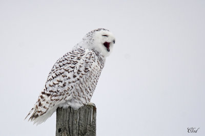 Harfang des neiges - Snowy Owl