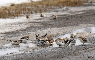Plectrophanes des neiges - Snow bunting