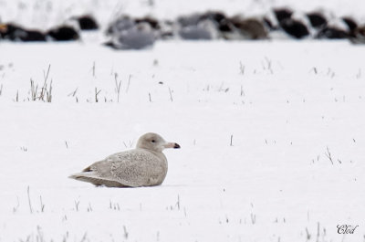 Goéland bourgmestre - Glaucous Gull