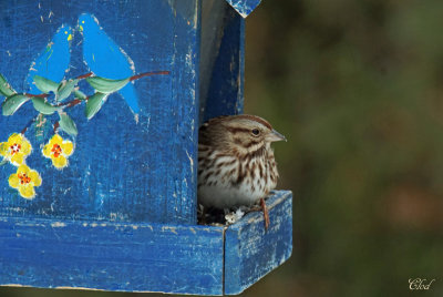 Bruant chanteur - Song Sparrow