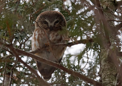 Petite nyctale - Northern Saw-whet Owl