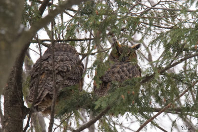 Grand-duc d'Amrique -Great Horned Owl