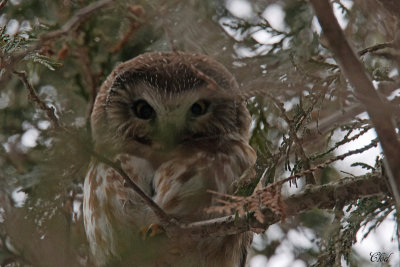 Petite nyctale - Northern Saw-whet Owl