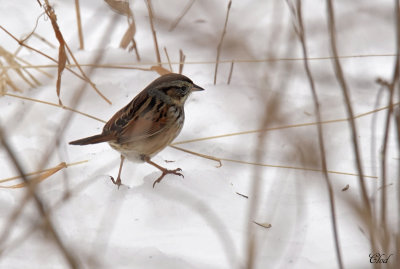 Bruant des marais - Swamp Sparrow