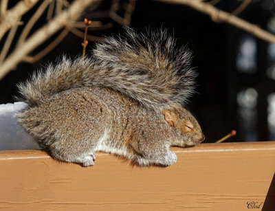 Écureuil gris - Eastern gray squirrel