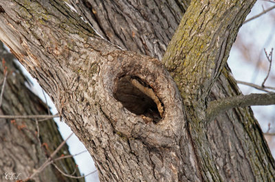 Trouvez le Petit-duc macul - Find the Screech-owl