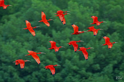 Ibis rouge -Scarlet Ibis