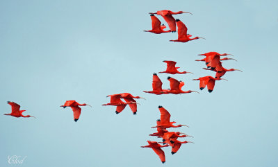 Ibis rouge -Scarlet Ibis