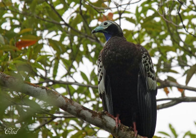 Pnlope siffleuse - Trinidad Piping-Guan