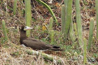 Fou brun - Brown booby