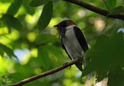Araponga barbu - Bearded Bellbird