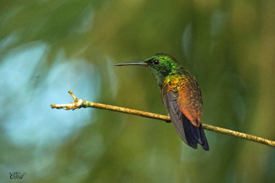 Ariane de Flicie - Copper-rumped hummingbird