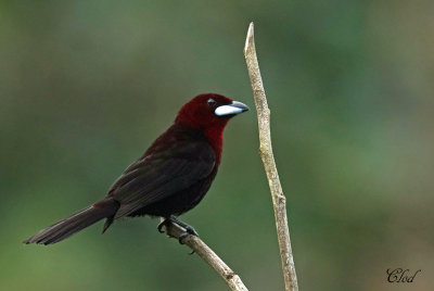 Tangara  bec d'argent - Silver beak tanager