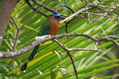 Motmot de Trinidad - Trinidad motmot