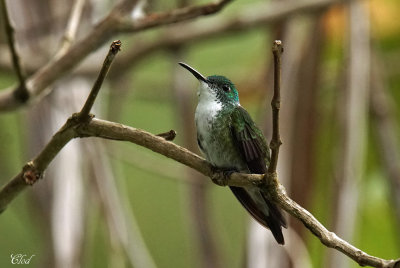 Ariane  poitrine blanche - White-chinned emerald