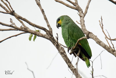 Amazone aourou - Orange-winged Parrot