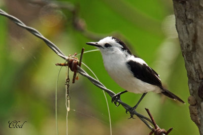 Moucherolle pie - Pied water tyrant