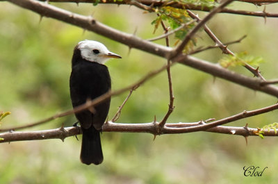 Moucherolle  tte blanche - White-headed marsh tyrant